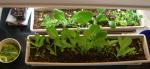 CIMG1401-lettuce2