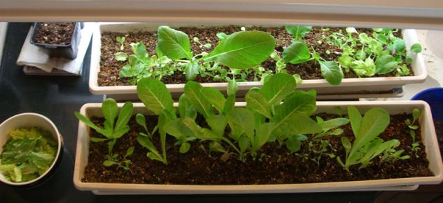 CIMG1401-lettuce2