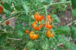 IMG_8490-sungold.jpg
