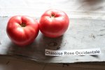 IMG_8508-chinoise_rose_occidentale.jpg