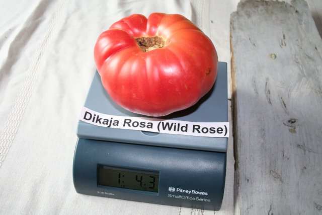 IMG_8512-dikaja_rosa.jpg