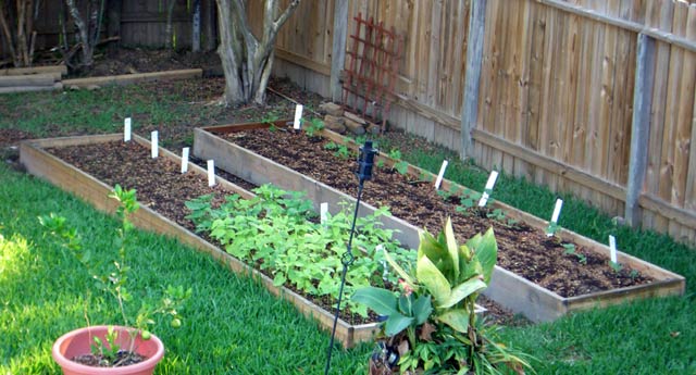 CIMG1407-maingarden_newbeds5