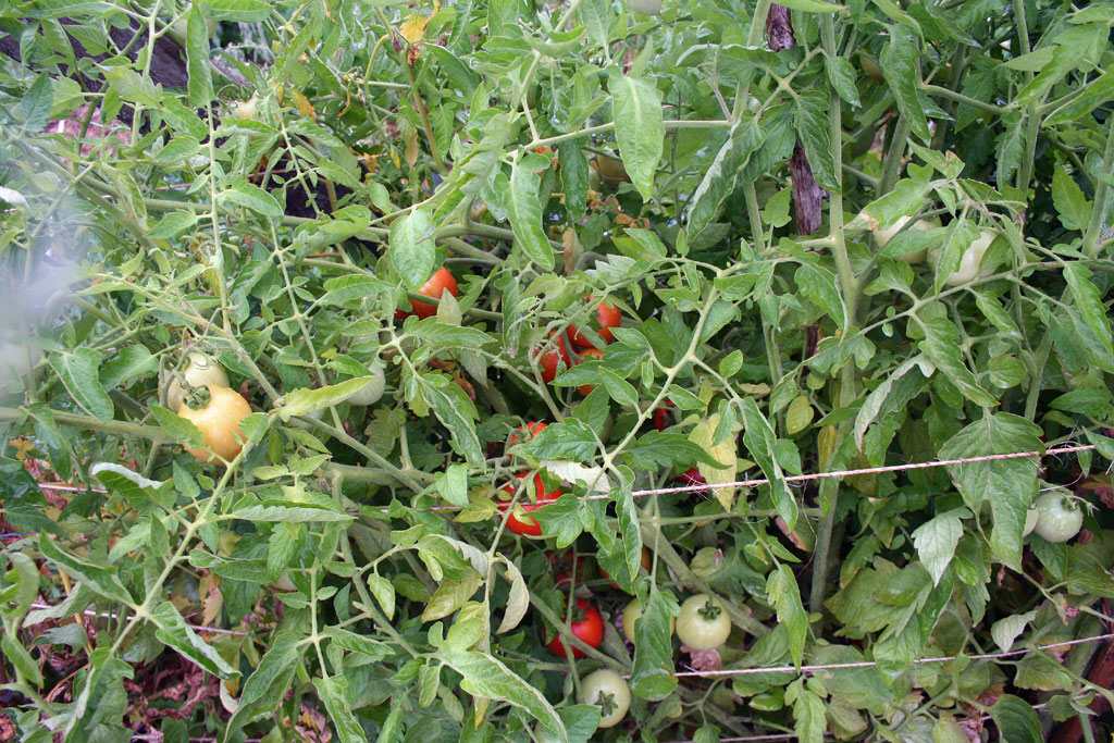 IMG_8575-belarusian_early.jpg