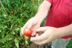 IMG_8577-belarusian_early.jpg
