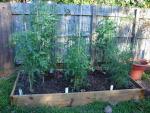 CIMG1411-newtomatobeds4