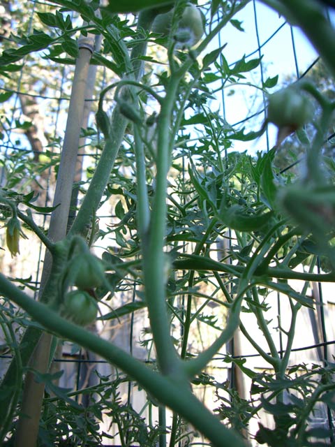CIMG1412-silveryfirtree1