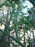 CIMG1412-silveryfirtree1