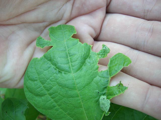 CIMG1414-leafrollercaterpillars1