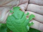 CIMG1414-leafrollercaterpillars1
