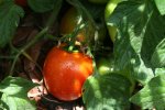 IMG_8661-salus.jpg