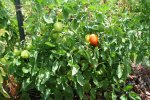 IMG_8664-salus.jpg