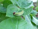 CIMG1416-leafrollercaterpillars2