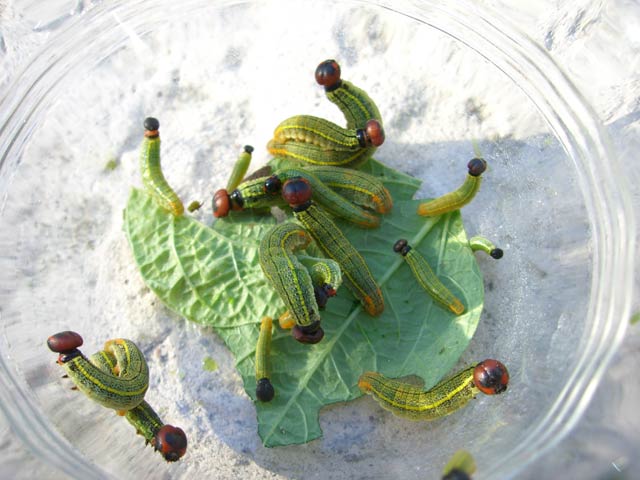 CIMG1418-leafrollercaterpillars3