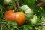 IMG_8694-red_penna.jpg