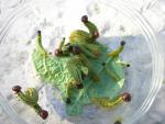 CIMG1418-leafrollercaterpillars3
