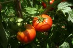 IMG_8711-tungus.jpg
