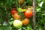 IMG_8713-tungus.jpg