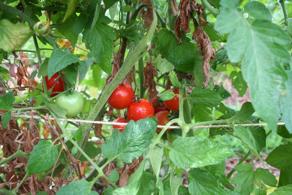 IMG_8717-rouge_de_montpelier.jpg