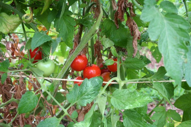 IMG_8717-rouge_de_montpelier.jpg