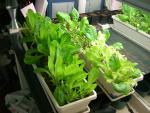 CIMG1420-lettuce3