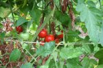 IMG_8717-rouge_de_montpelier.jpg