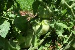 IMG_8728-rhoades.jpg