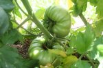 IMG_8739-plus_de_kilo.jpg