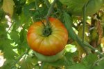 IMG_8740-plus_de_kilo.jpg