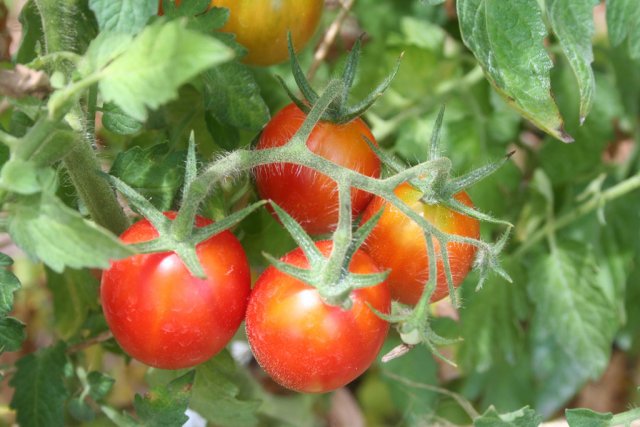 IMG_8746-pomodoro_gigant.jpg
