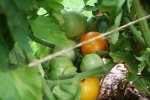 IMG_8761-goldmine.jpg