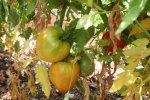 IMG_8801-greenbush.jpg