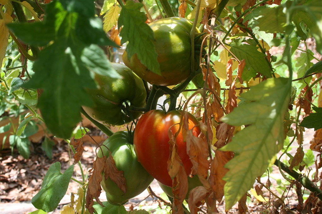 IMG_8802-greenbush.jpg