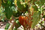 IMG_8802-greenbush.jpg