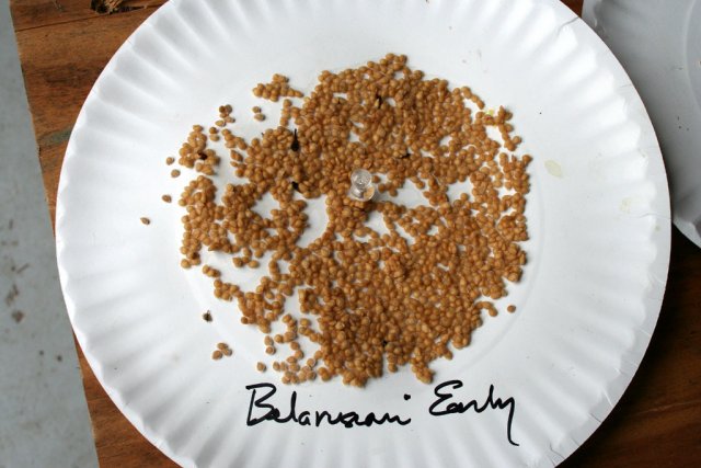 IMG_8478-seedsaving_bre.jpg