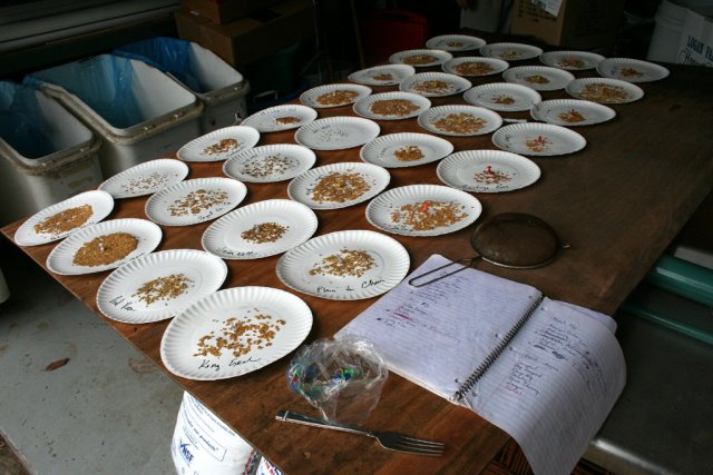 IMG_8479-seedsaving.jpg