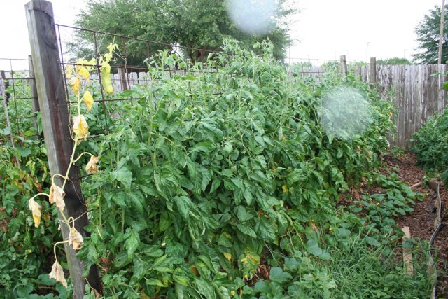 IMG_8558-potatoleafrows.jpg