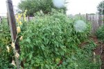 IMG_8558-potatoleafrows.jpg