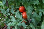 IMG_8561-redtoms.jpg