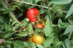 IMG_8824-sakharniy_bizon.jpg