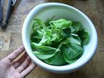 CIMG1421-lettuce4
