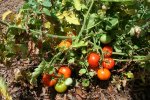 IMG_8863-plainsman.jpg