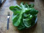 CIMG1422-lettuce5