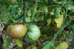 IMG_8876-cleota.jpg