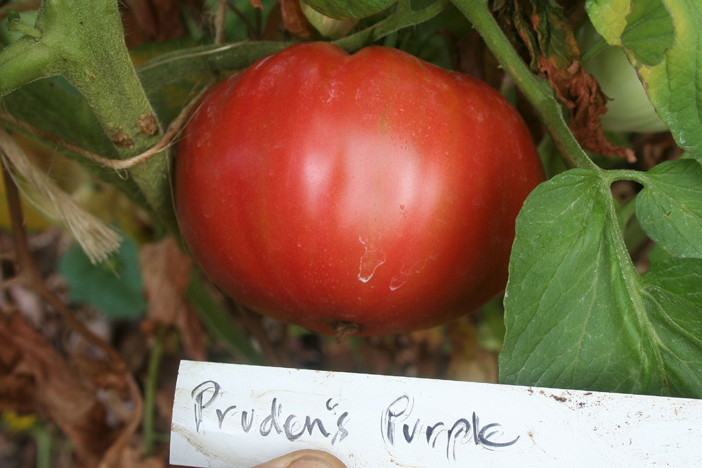 IMG_8881-prudens_purple.jpg