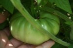IMG_8890-burchams.jpg