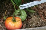 IMG_8924-malinowy_retro.jpg