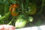 IMG_8969-maidenskiss.jpg