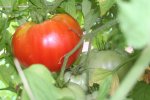 IMG_8994-crimson.jpg