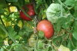 IMG_8995-dikaja_rosa.jpg