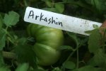 IMG_9020-arkashin.jpg